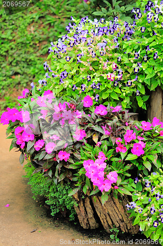 Image of Mae Fah Luang Garden