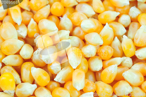 Image of Corn seeds background 