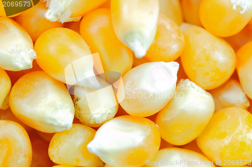 Image of Corn seeds background 