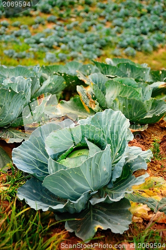 Image of cabbage vegetable in field background 