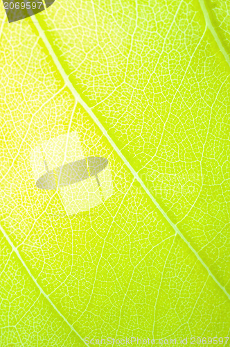 Image of green leaf background 