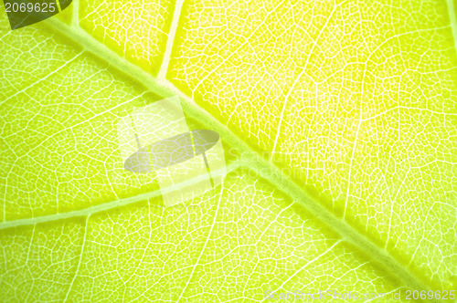 Image of green leaf background 