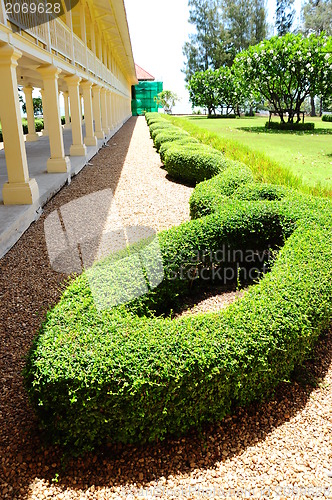 Image of Shrub in the garden