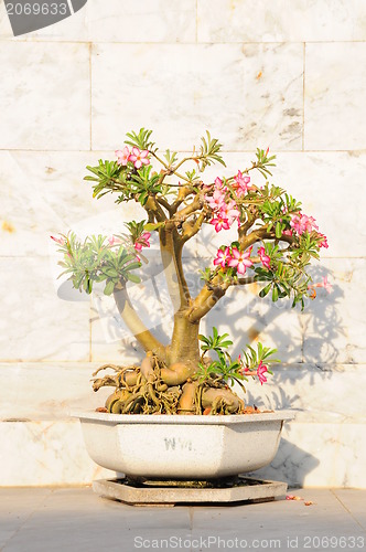 Image of fancy shaped decorative tree 