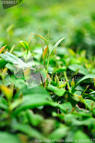 Image of Ulong tea farm