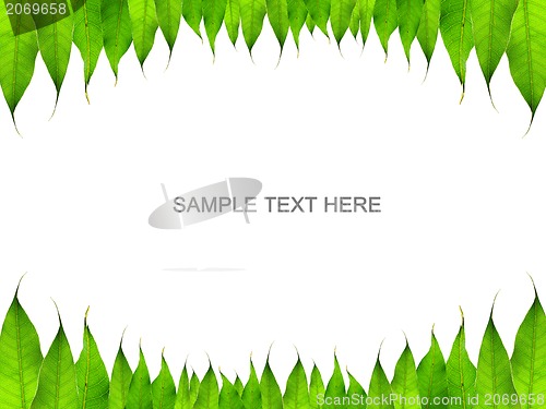 Image of green leaves frame isolated on white 