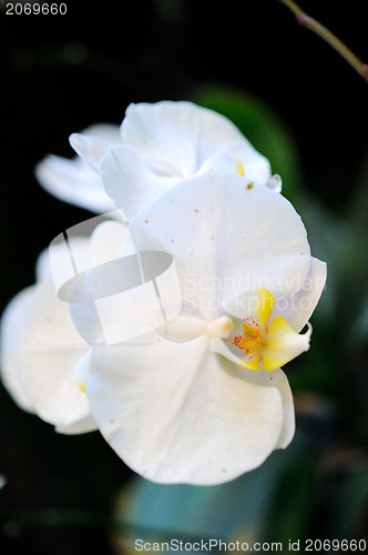 Image of Beautiful Orchid,Thailand 