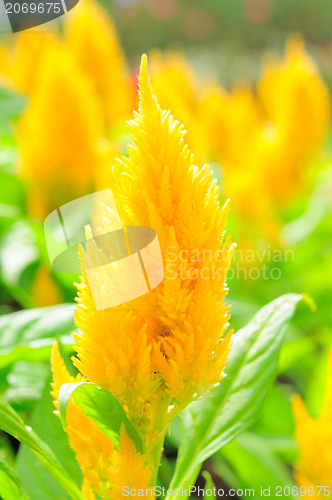 Image of Background from petals of a yellow flower 