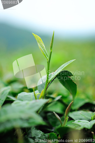 Image of Ulong tea farm