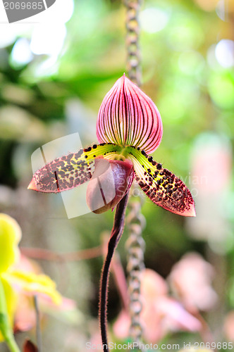Image of Beautiful Orchid,Thailand 