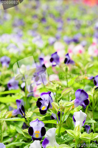 Image of garden viola plant with purple flowers