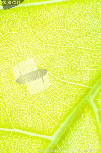 Image of green leaf background