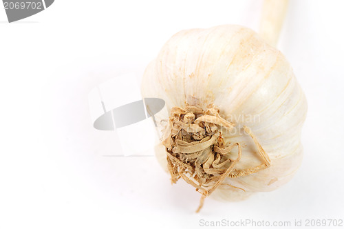 Image of Garlic Isolated on white background 