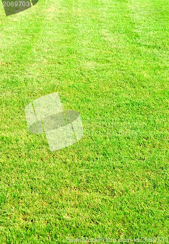 Image of new spring green grass for design 