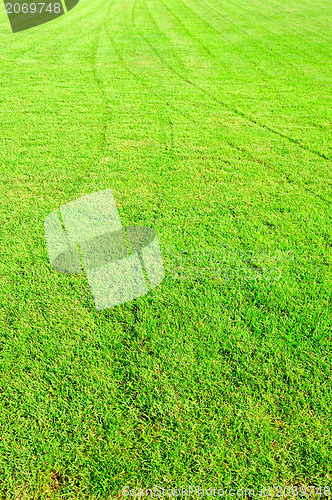 Image of new spring green grass for design 