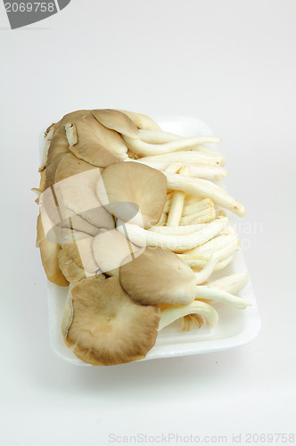 Image of Oyster mushrooms on a white background 