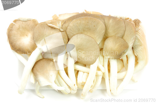 Image of Oyster mushrooms on a white background 