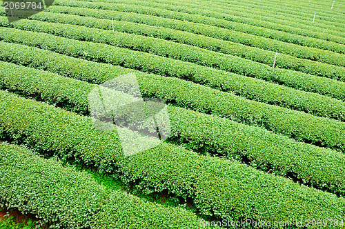 Image of Ulong tea farm