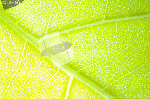 Image of green leaf background 