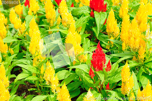 Image of Background from petals of a yellow flower 