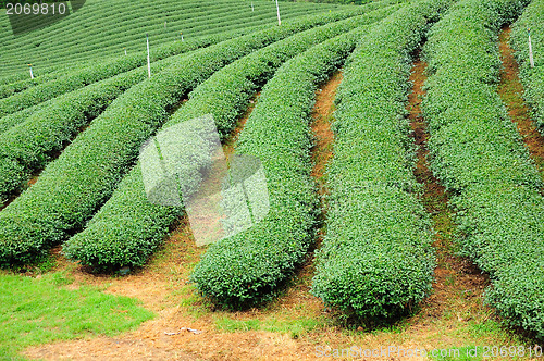 Image of Ulong tea farm