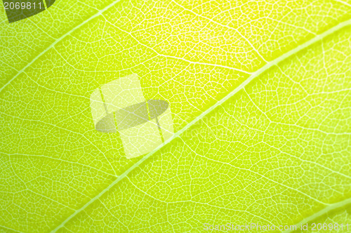 Image of green leaf background 