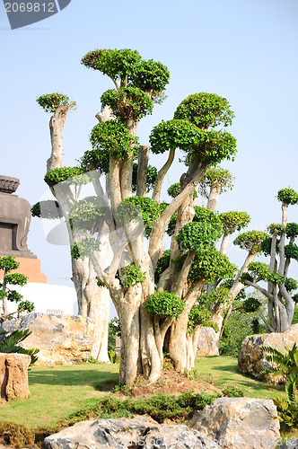 Image of fancy shaped decorative tree 