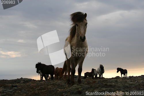 Image of windblown