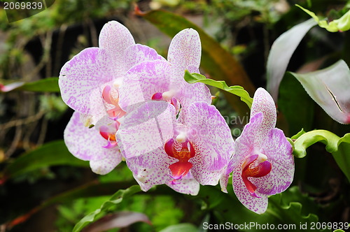 Image of Beautiful Orchid,Thailand 