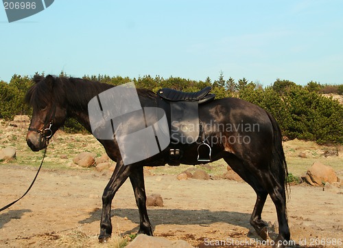 Image of riderless_horse