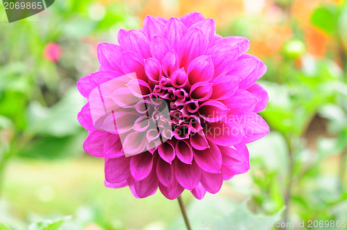 Image of petals of a flower