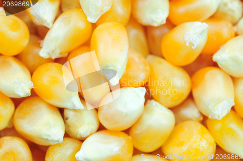 Image of Corn seeds background 