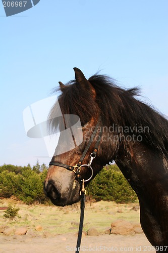 Image of proud_horse