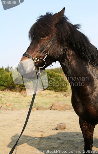 Image of black_horse