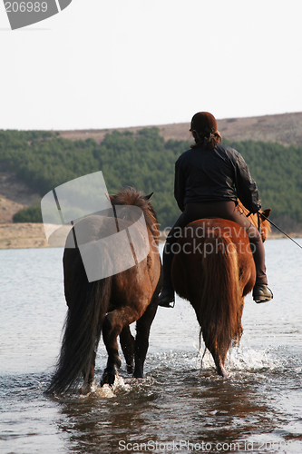 Image of two_horse