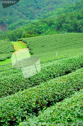 Image of Ulong tea farm