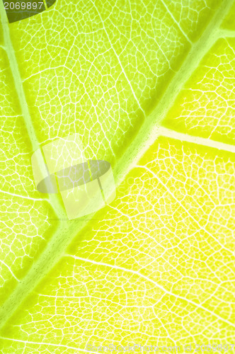 Image of green leaf background 