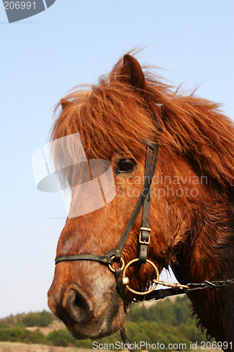 Image of red_horse