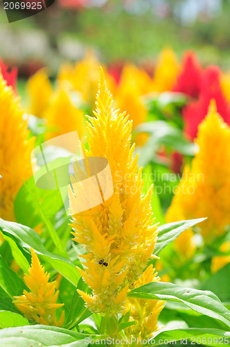 Image of Background from petals of a yellow flower 