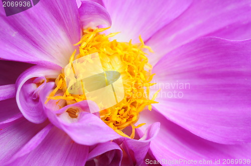 Image of Close up of a beautiful lotus flower in full bloom. 