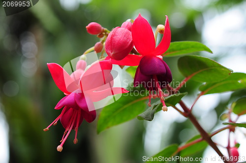 Image of A fuchsia blossoming outdoors.