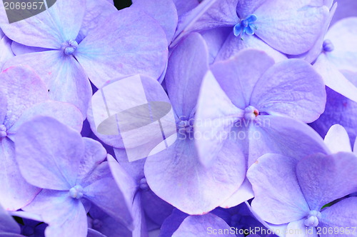 Image of Close up shot of pink sweet pea flower 