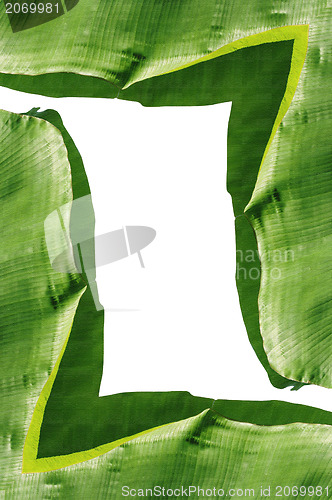 Image of isolated banana leaf frame on white 