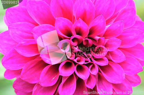 Image of petals of a flower