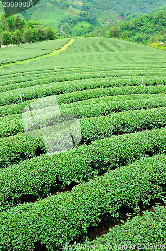 Image of Ulong tea farm