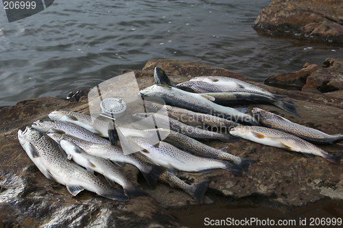 Image of fishes