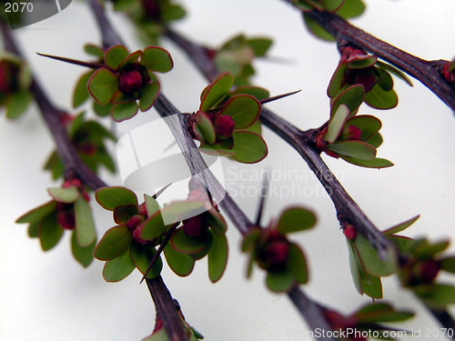 Image of leaves