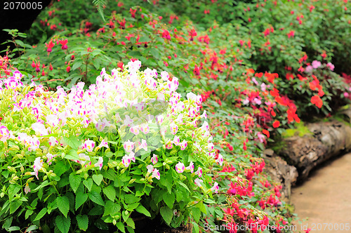 Image of Mae Fah Luang Garden