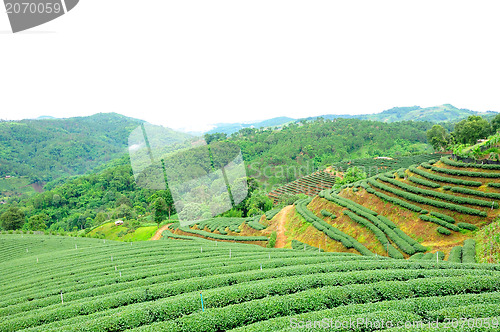 Image of Ulong tea farm