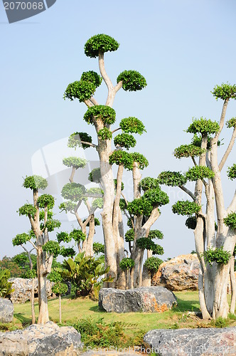 Image of fancy shaped decorative tree 